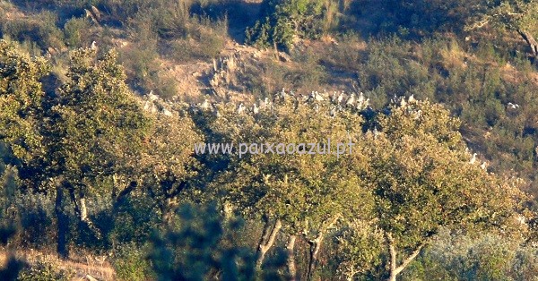 FOTO 1 a